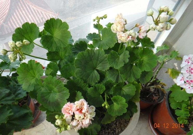 QQͼƬ20140412085359.jpg