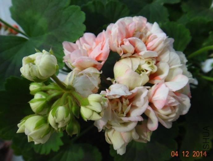 QQͼƬ20140412085403.jpg