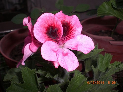 CIMG3806_����.jpg