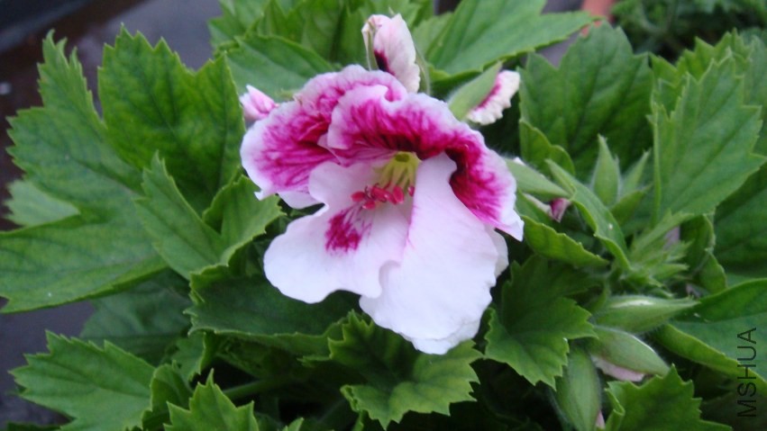 DSC01991.jpg