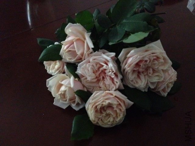 �����л���ƿ��