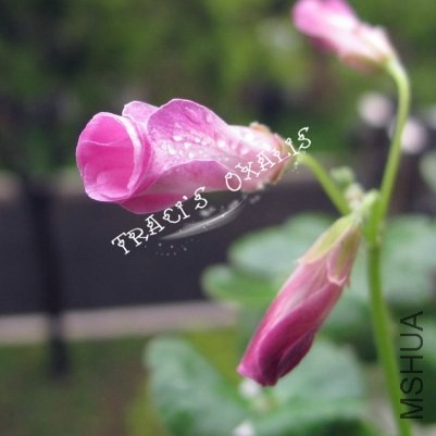 70261144gw1efcmmlm224j215r15rk0g.jpg