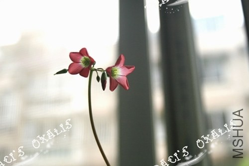 IMG_0004.JPG