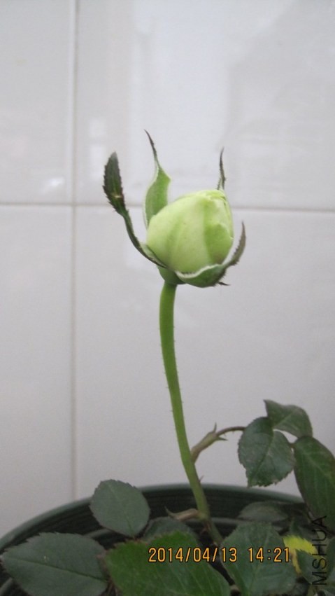 psb (5).jpg