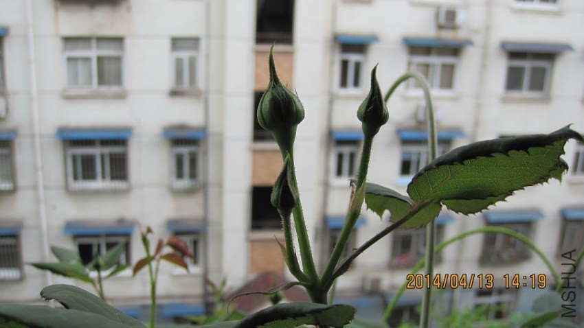 psb (9).jpg