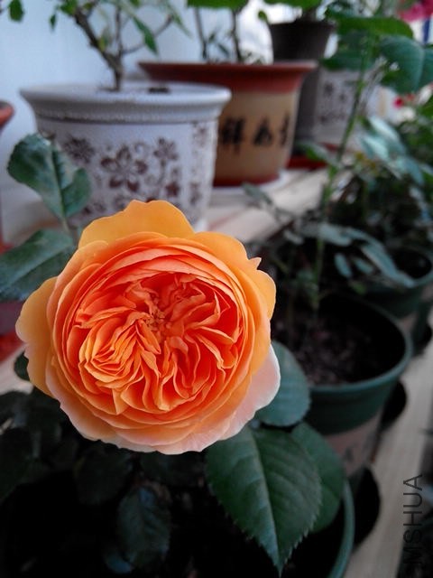 IMG_20140413_070339.jpg