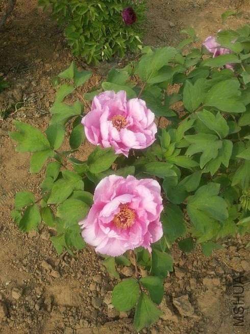 20140413_152904.jpg