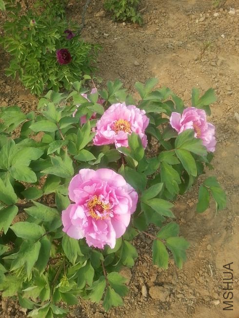20140413_152910.jpg
