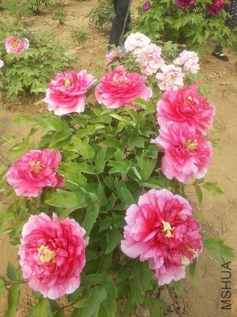 20140413_153518.jpg