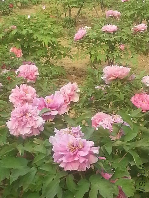 20140413_153926.jpg