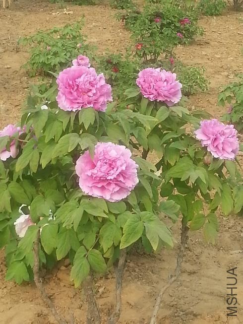 20140413_154134.jpg