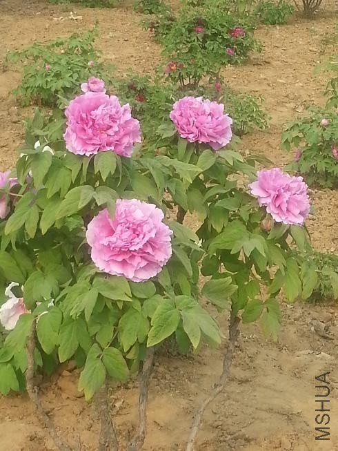 20140413_154136.jpg
