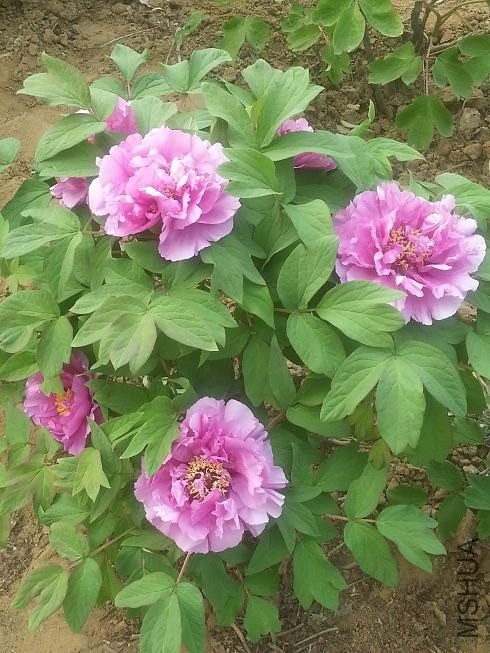 20140413_154308.jpg