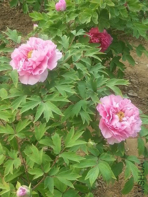 20140413_154320.jpg