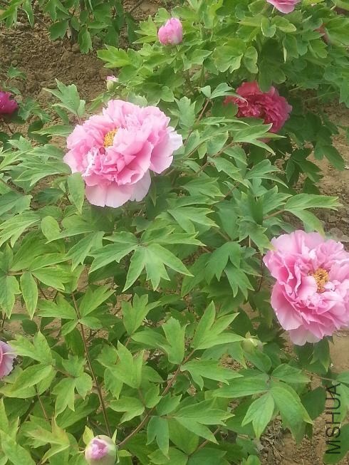 20140413_154325_1.jpg