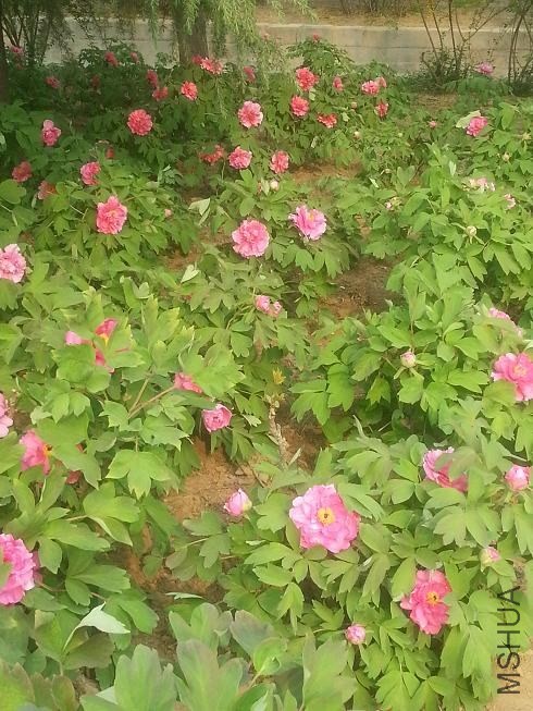 20140413_155316.jpg