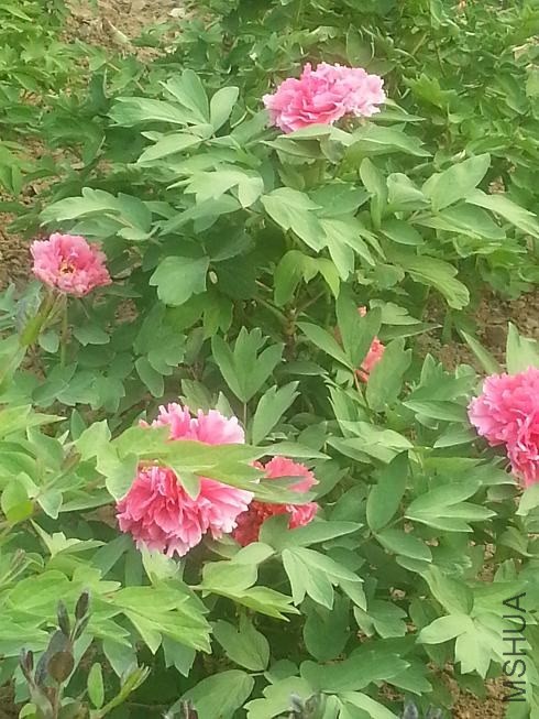 20140413_160154.jpg