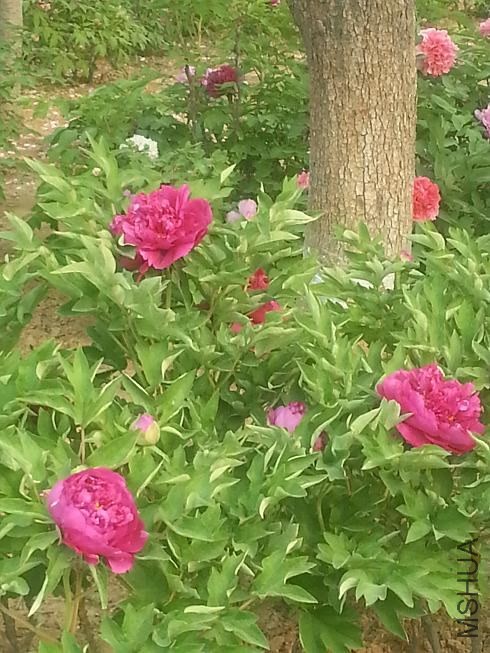 20140413_160302.jpg