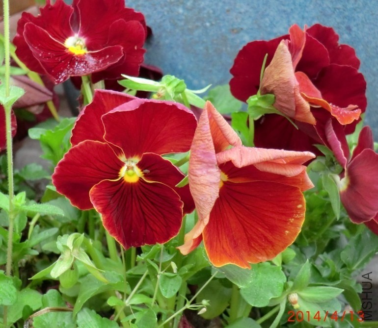 QQͼƬ20140413173552.jpg