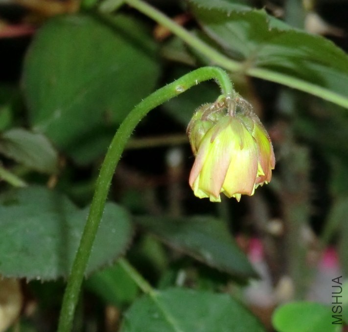 QQͼƬ20140413175327.jpg