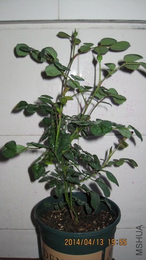 psb (1).jpg