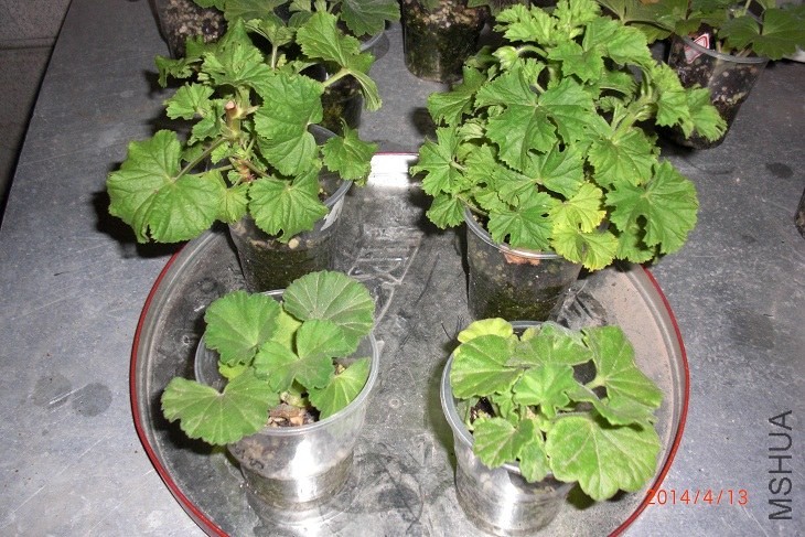 CIMG6363.JPG