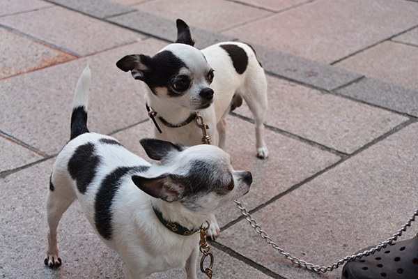 �ɰ��ļ�����