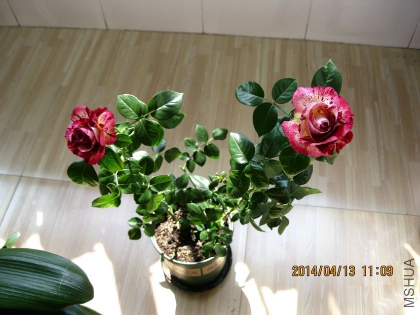 IMG_4142_����.jpg