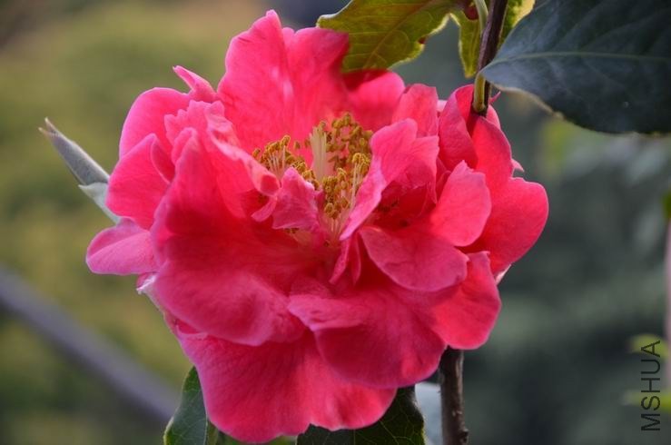 ������С DSC_2481.JPG