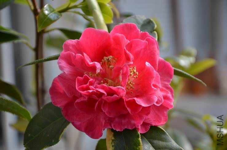 ������С DSC_2547.JPG