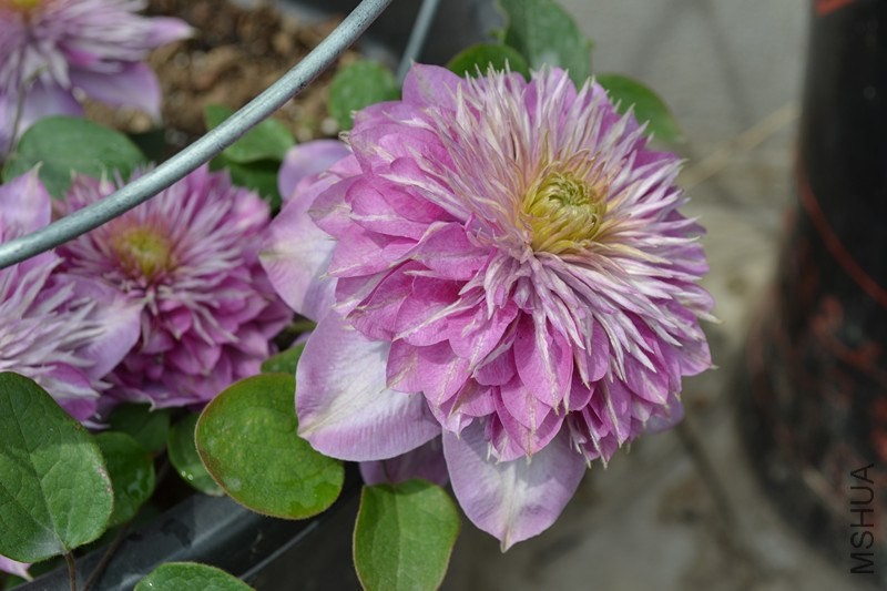 ��Ƭ 305_����.jpg