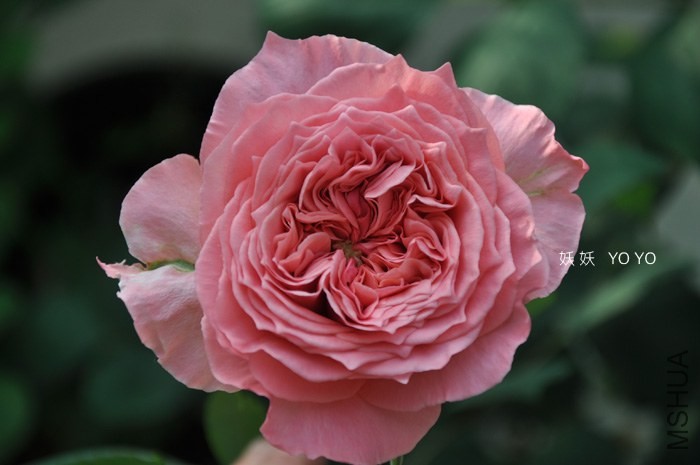 DSC_1152.jpg