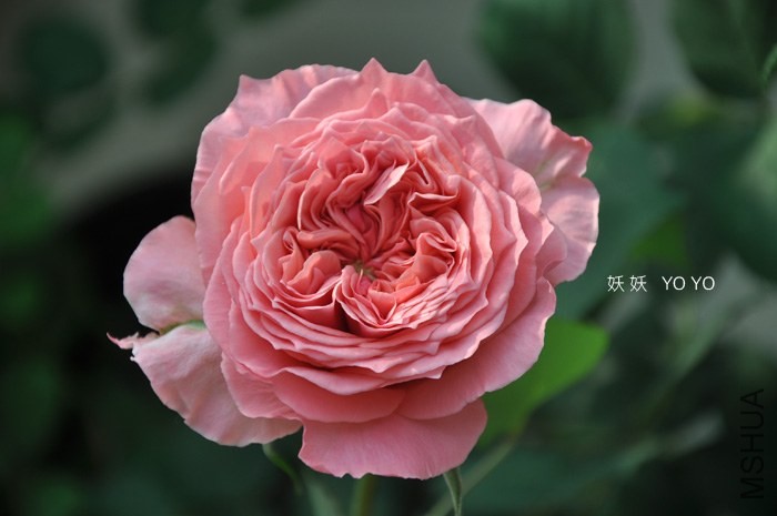 DSC_1156.jpg