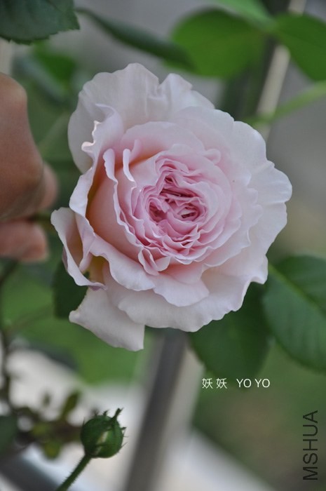 DSC_1175.jpg