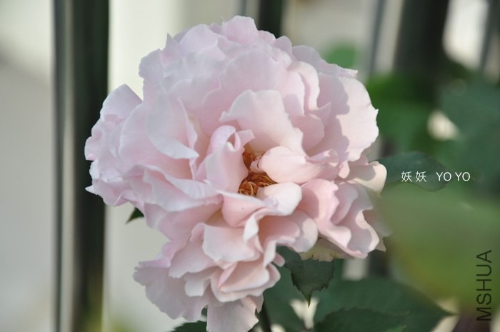 DSC_1168.jpg