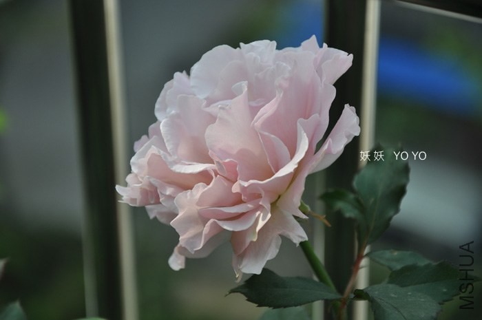 DSC_1171.jpg