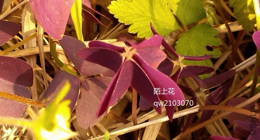 oxalis1.jpg