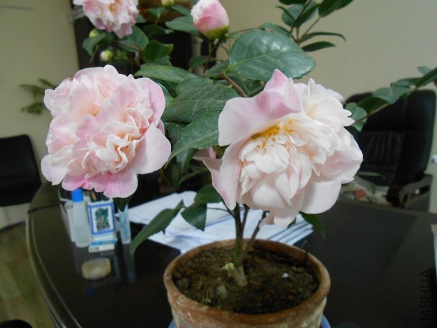 DSCN0004.jpg