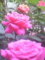 YWsGkAblfAAAYs3CnQbtewAA&amp;bo=8ABAAQAAAAABAJY!&amp;w=153&amp;h=204&amp;rf=iphoto.jpg
