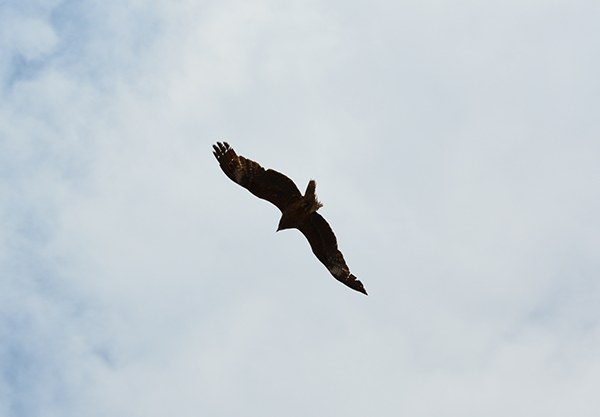 ������ӥ