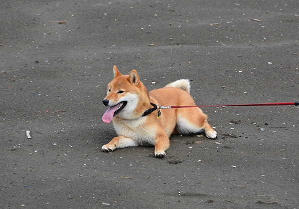 ż������Ȯ