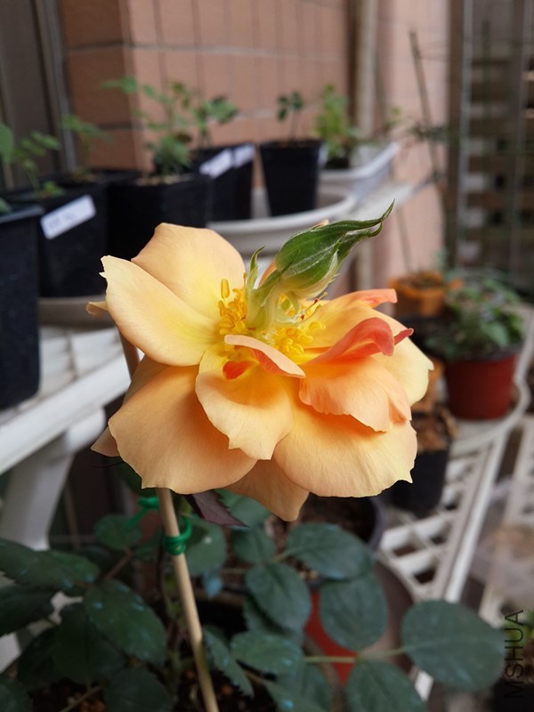 20140407_102327_����.jpg