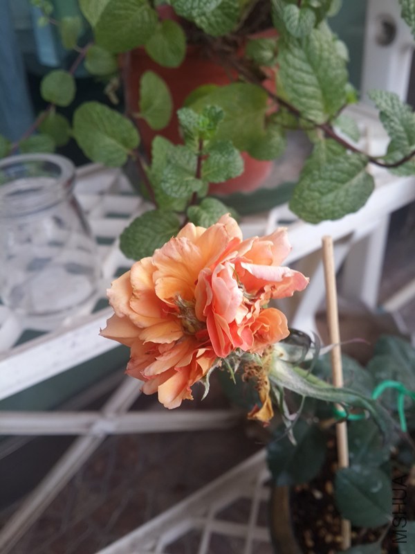 20140415_074240_����.jpg