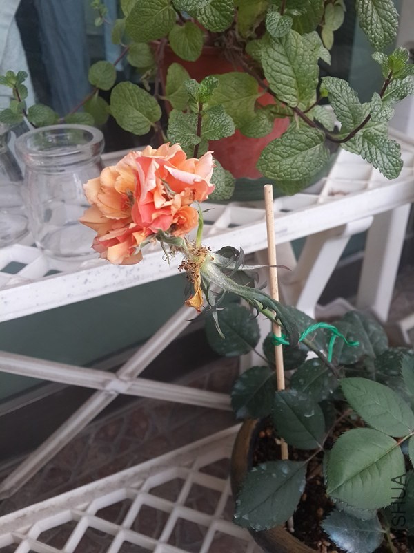 20140415_074155_����.jpg