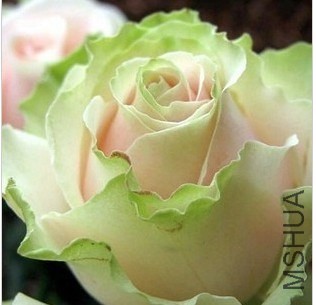 QQͼƬ20140415131145.jpg
