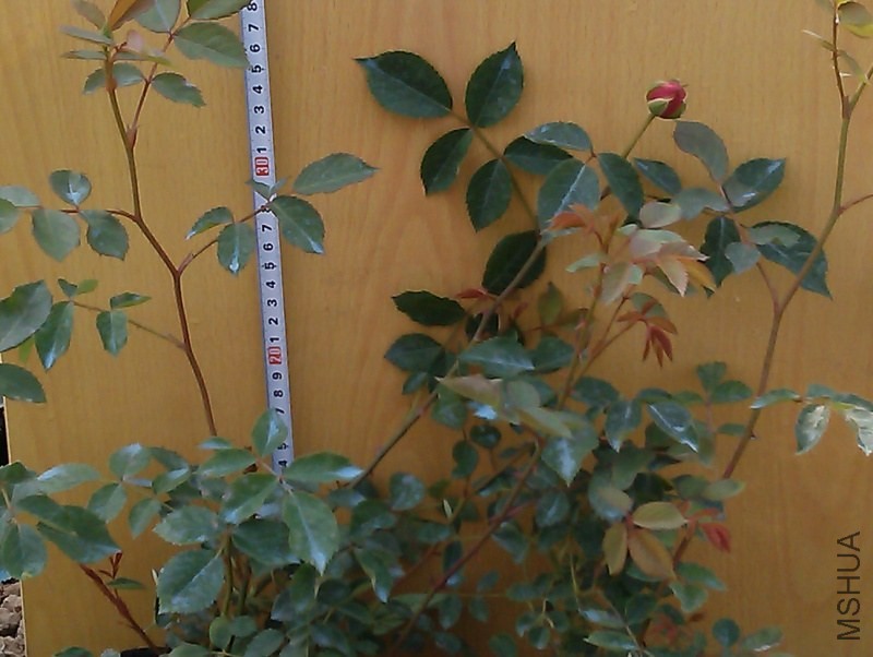 IMAG3420.jpg