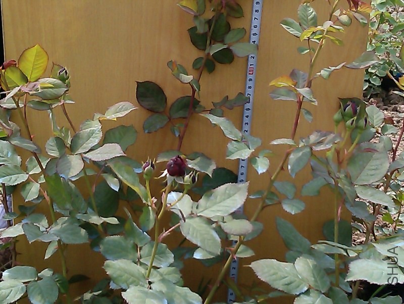 IMAG3422.jpg
