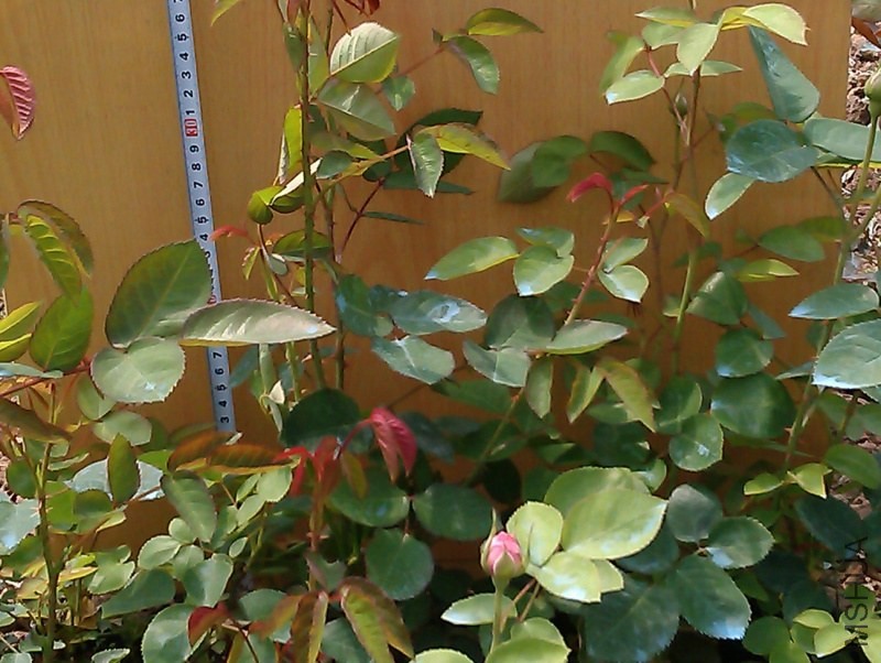 IMAG3427.jpg