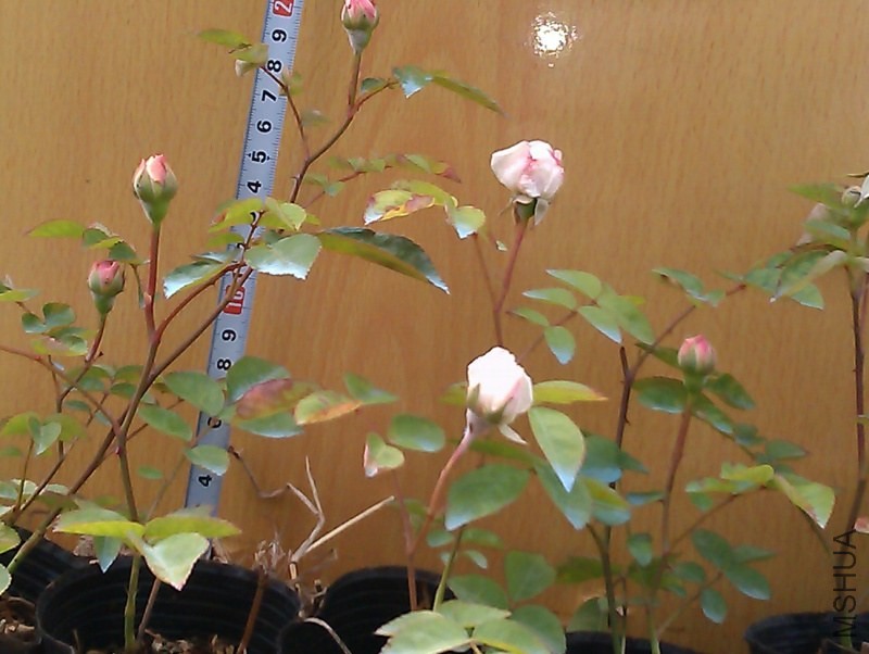 IMAG3432.jpg