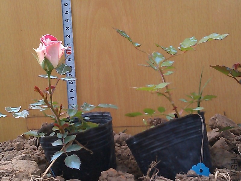 IMAG3434.jpg